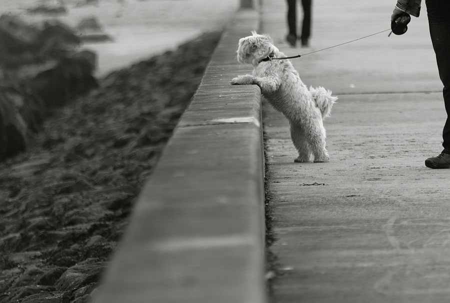 Zwart-wit: een klein hondje staat op zijn achterpoten tegen een zeewering, aan de lijn