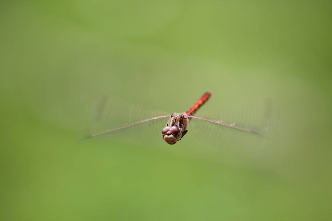 Een libel in de vlucht, scherp tegen een egaal groene achtergrond