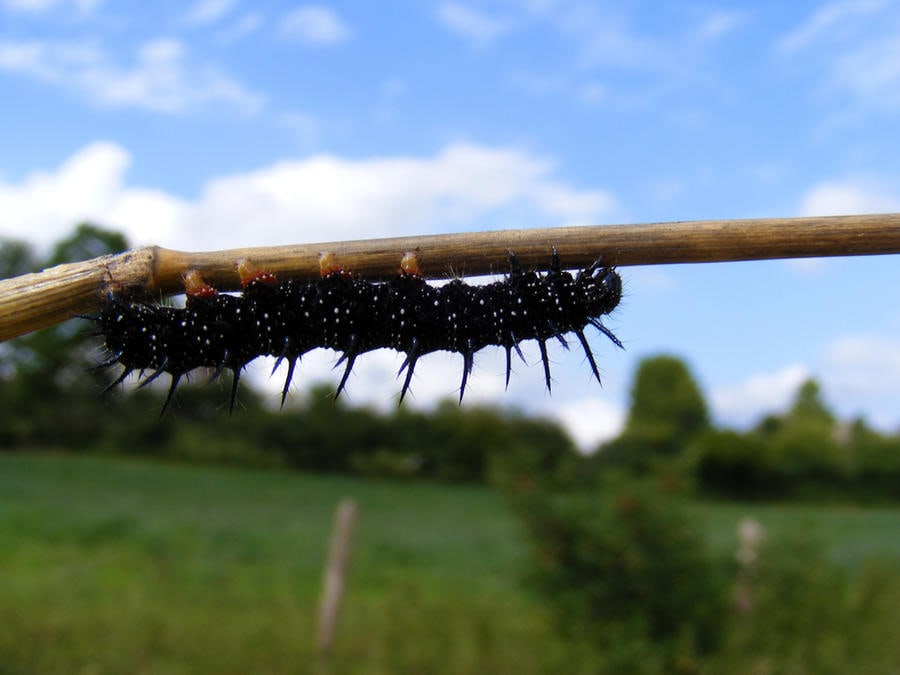 Een zwarte rups met witte stippen en stekels, op een tak tegen een blauwe lucht